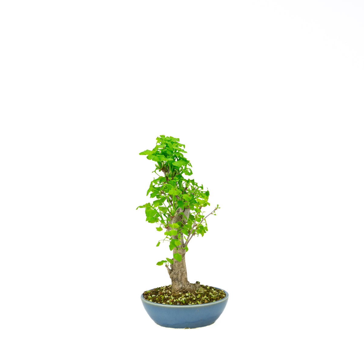 Ginkgo biloba (Tempeltræ), højde ~37 cm
