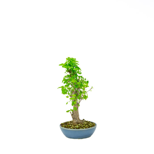 Ginkgo biloba (Tempeltræ), højde ~37 cm