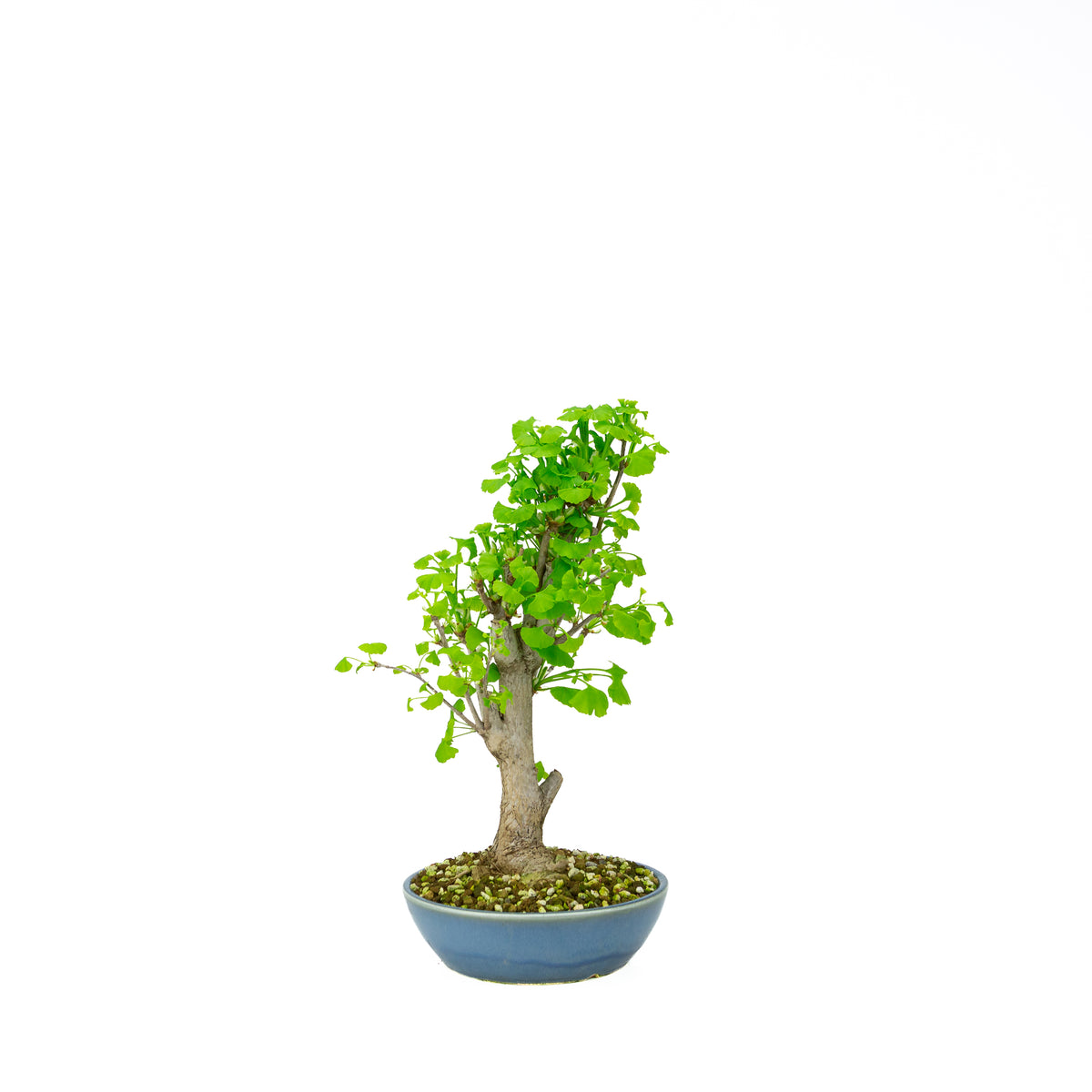 Ginkgo biloba (Tempeltræ), højde ~37 cm