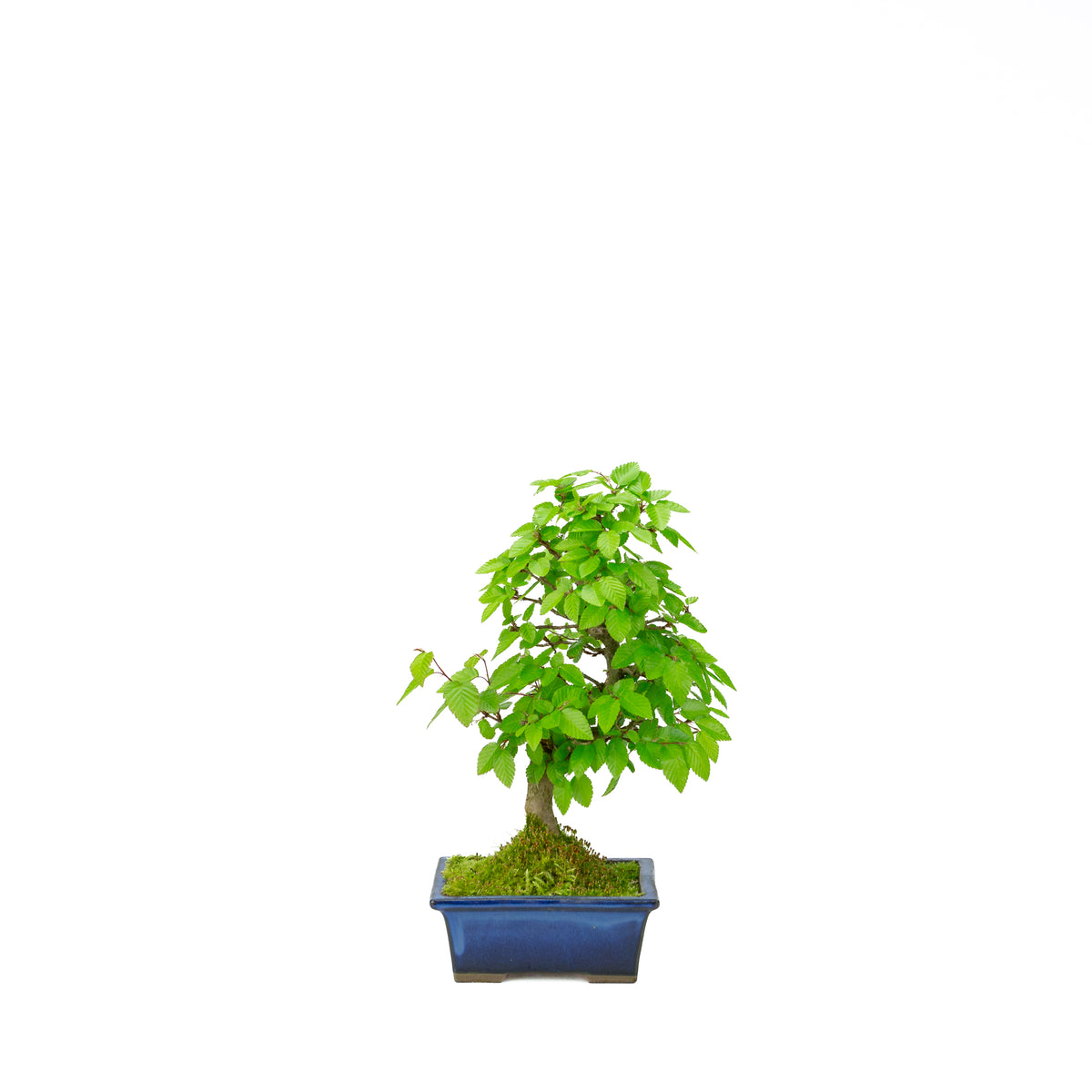 Carpinus coreana (koreansk avnbøg), højde ~31 cm