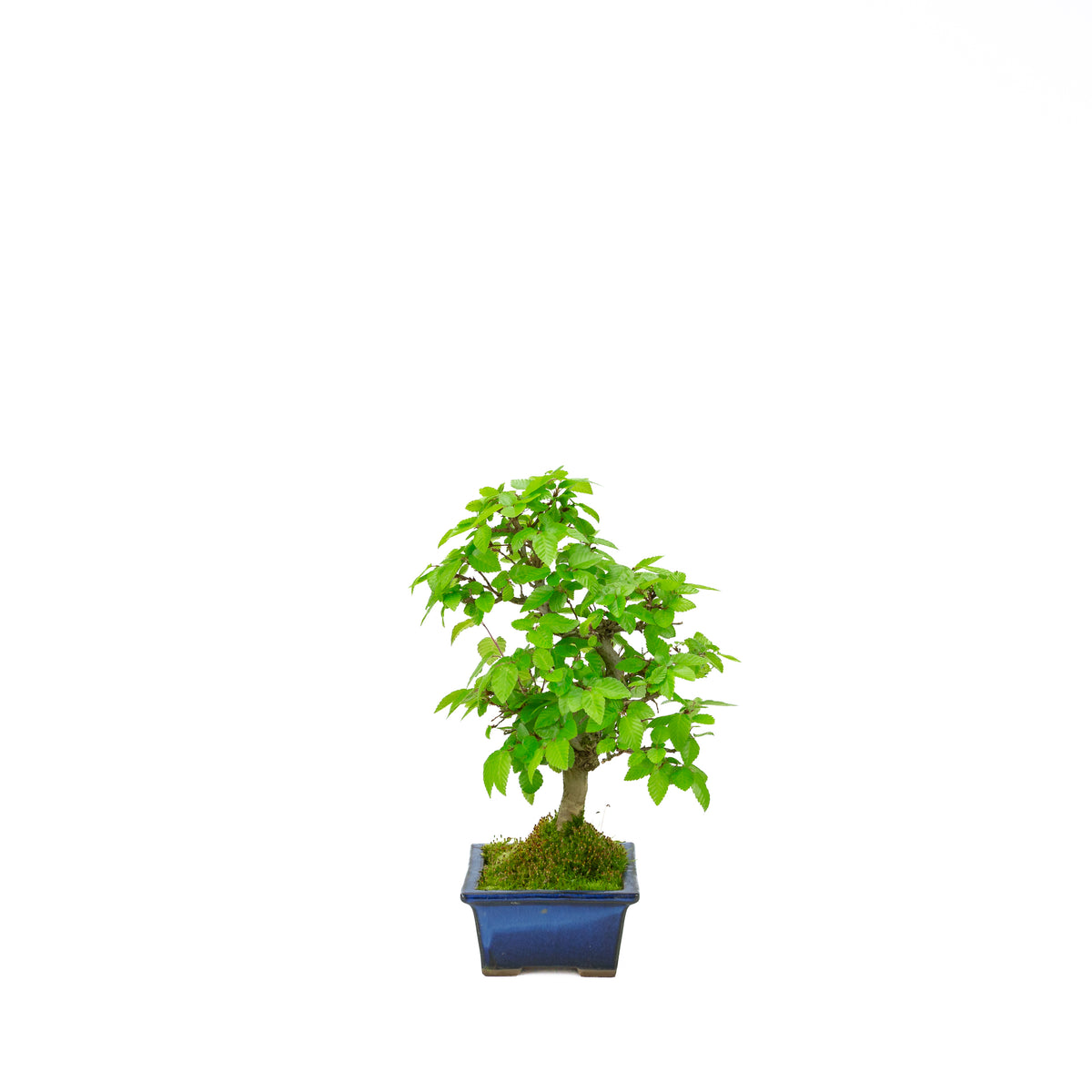 Carpinus coreana (koreansk avnbøg), højde ~31 cm