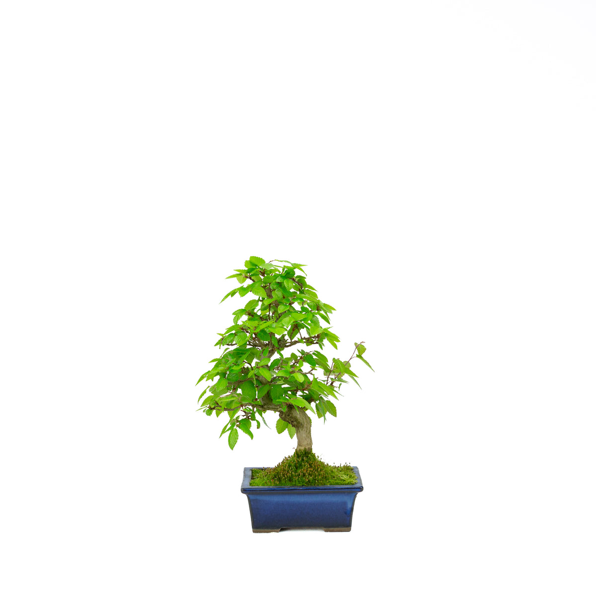 Carpinus coreana (koreansk avnbøg), højde ~31 cm