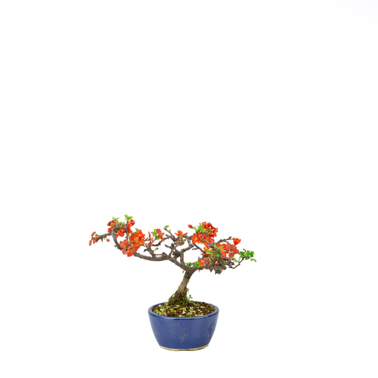 Chaenomeles speciosa (japansk kvæde), højde ~22 cm