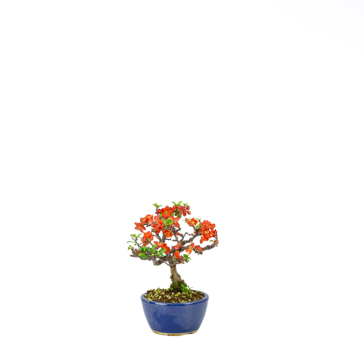 Chaenomeles speciosa (japansk kvæde), højde ~22 cm