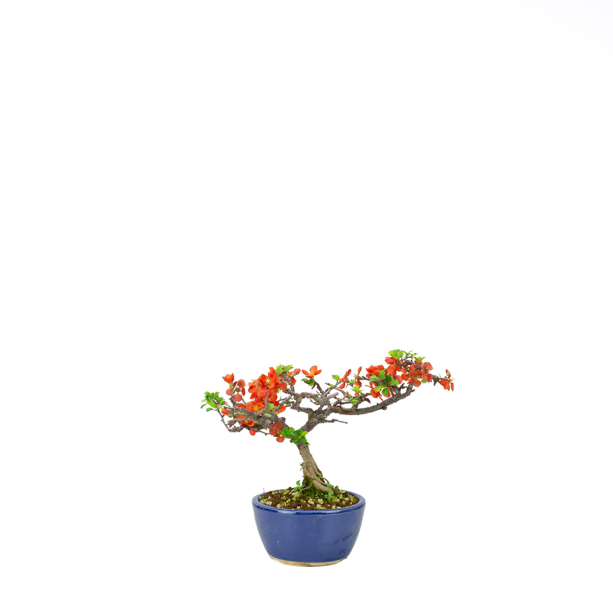 Chaenomeles speciosa (japansk kvæde), højde ~22 cm