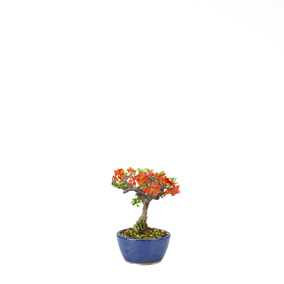 Chaenomeles speciosa (japansk kvæde), højde ~22 cm
