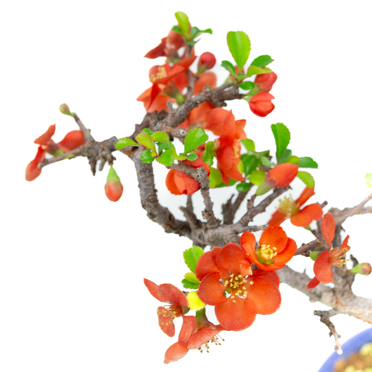 Chaenomeles speciosa (japansk kvæde), højde ~22 cm
