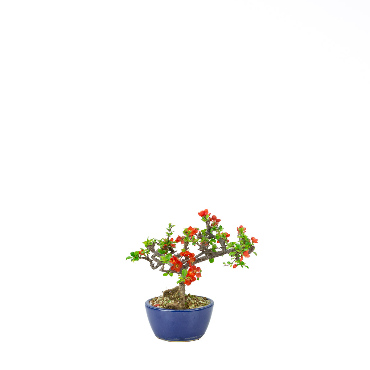 Chaenomeles speciosa (japansk kvæde), højde ~22 cm