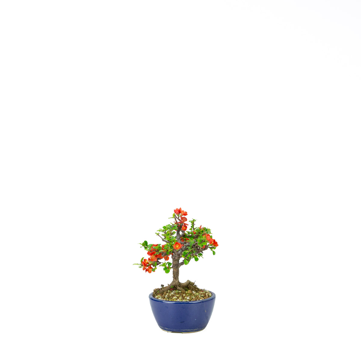 Chaenomeles speciosa (japansk kvæde), højde ~22 cm