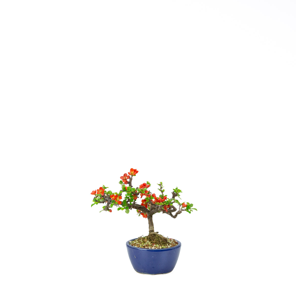 Chaenomeles speciosa (japansk kvæde), højde ~22 cm