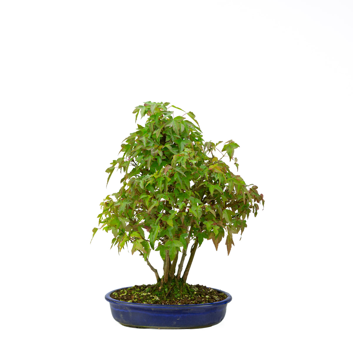 Acer buergerianum (tretandet ahorn) klumpform, højde ~45 cm