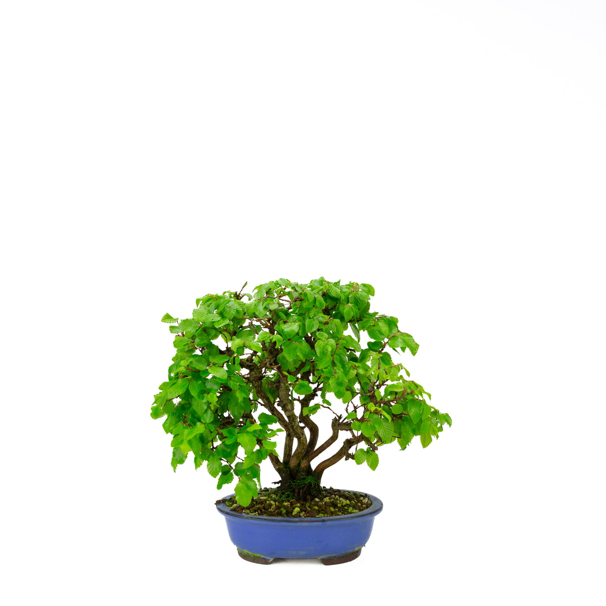 Carpinus coreana (koreansk avnbøg) klumpstil, højde ~34 cm