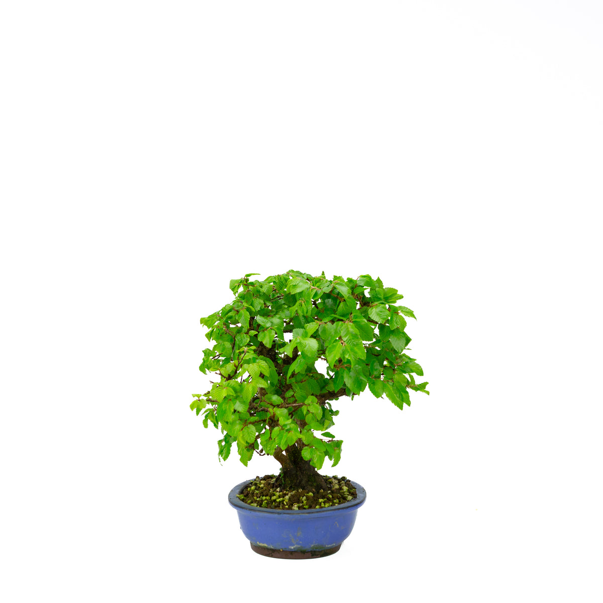 Carpinus coreana (koreansk avnbøg) klumpstil, højde ~34 cm