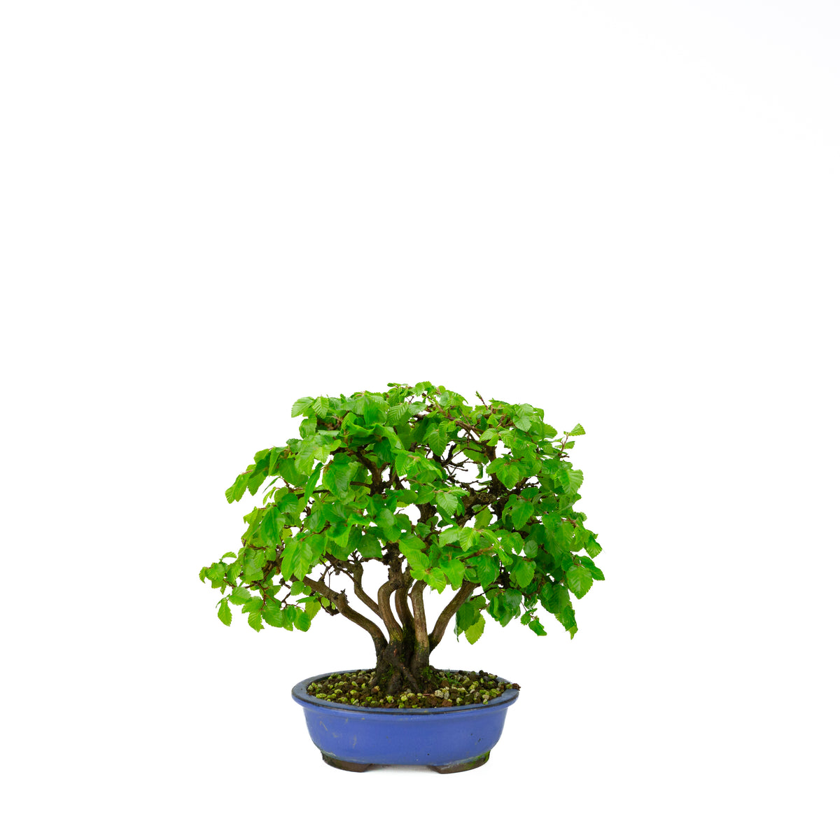 Carpinus coreana (koreansk avnbøg) klumpstil, højde ~34 cm
