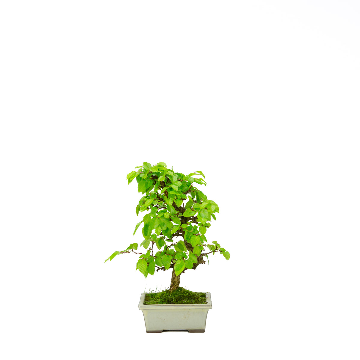 Carpinus coreana (koreansk avnbøg), højde ~33 cm