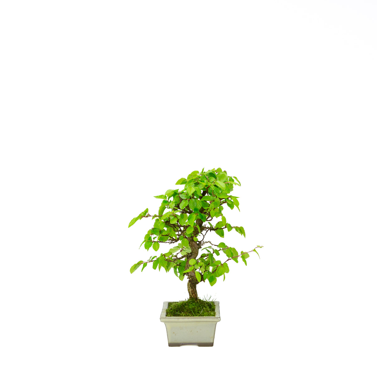 Carpinus coreana (koreansk avnbøg), højde ~33 cm