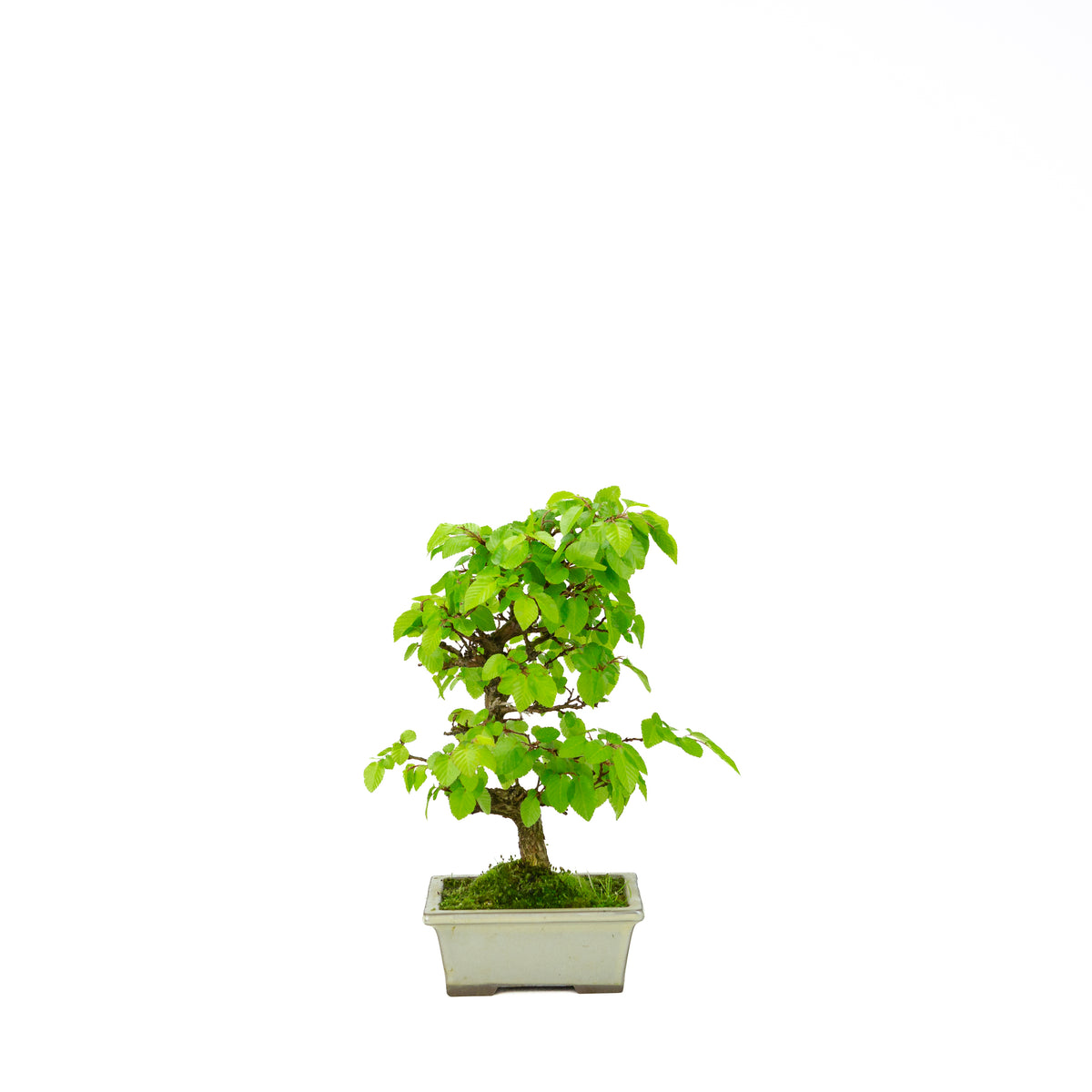 Carpinus coreana (koreansk avnbøg), højde ~33 cm