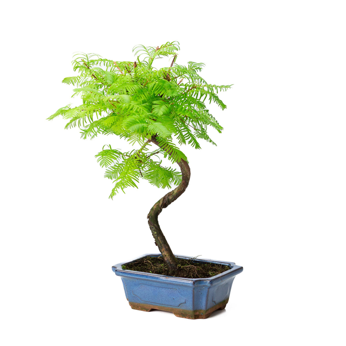 Metasequoia glyptostroboides pot 19 cm, højde ~40 cm