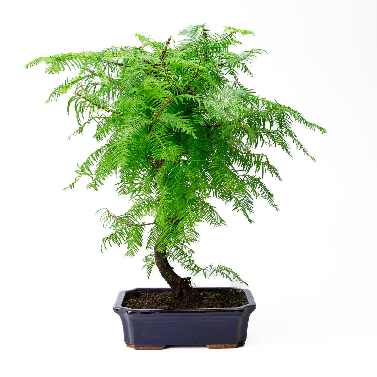 Bonsai Metasequoia blauwe rechthoekige pot 20cm, hoogte 40cm