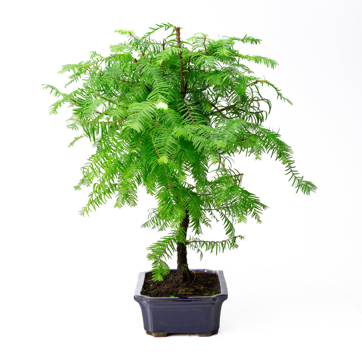 Metasequoia glyptostroboides pot 24cm, højde ~53cm