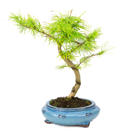 Pseudolarix-form blå rund potte 23 cm, højde ~38 cm