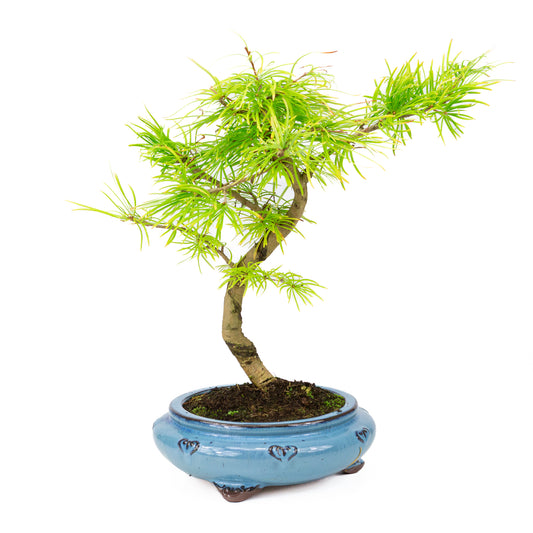 Buiten Bonsai Pseudolarix amabilis shape blauwe rechthoekige pot 15cm, hoogte ~35cm