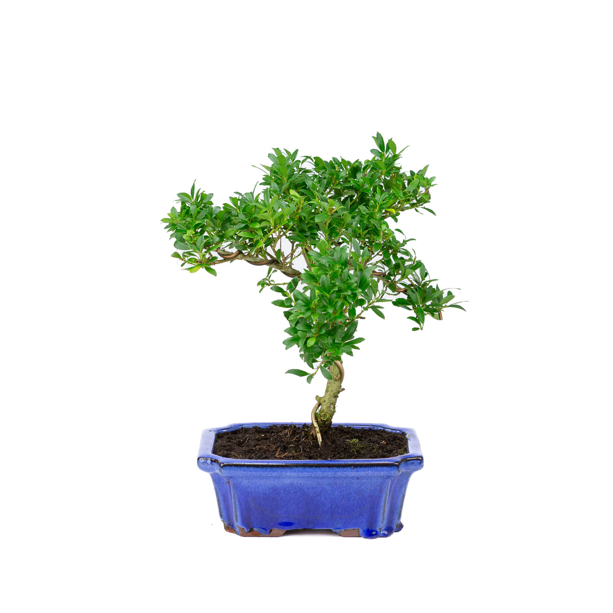Buiten Bonsai Ilex crenata blauwe rechthoekige pot 20cm, hoogte ~36cm