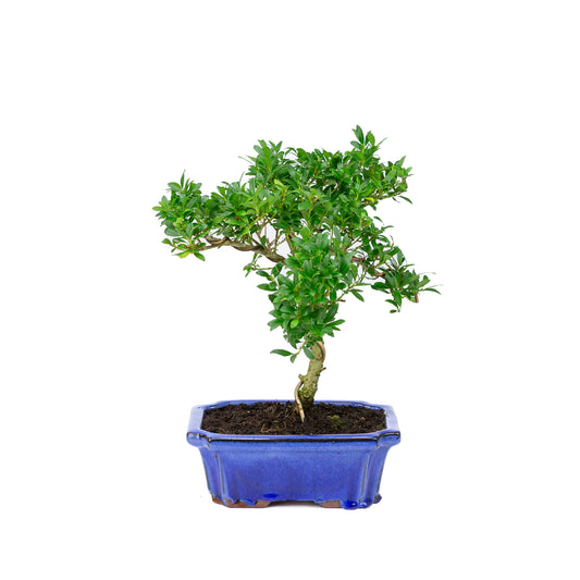 Buiten Bonsai Ilex crenata blauwe rechthoekige pot 20cm, hoogte ~36cm