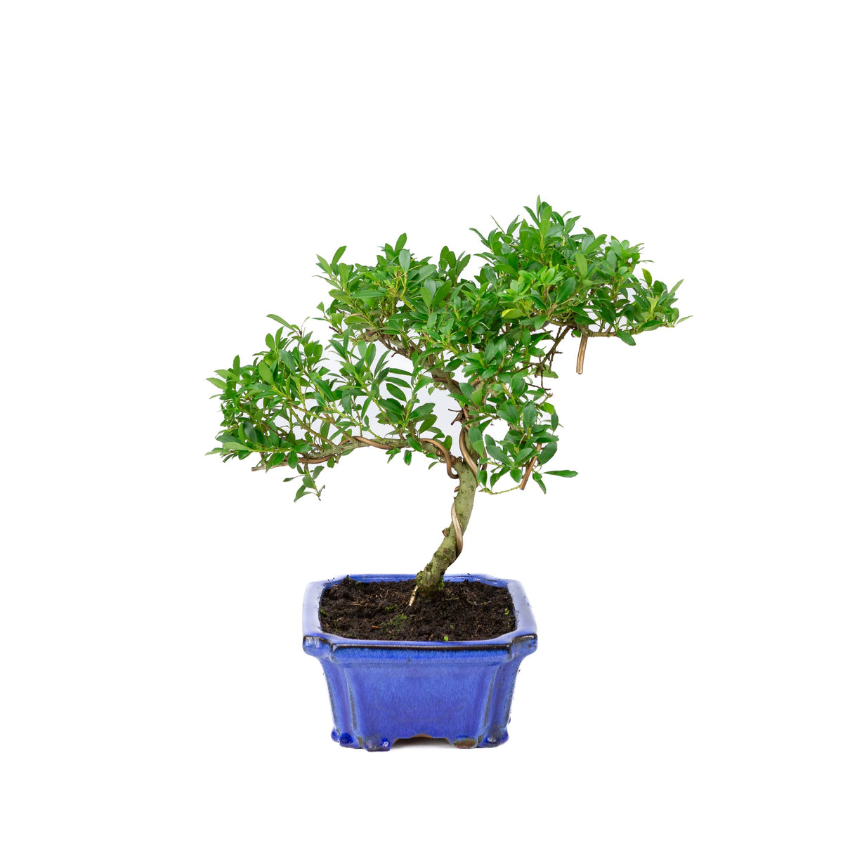 Ilex crenata (japansk kristtorn) blå potte 20cm, højde ~36cm