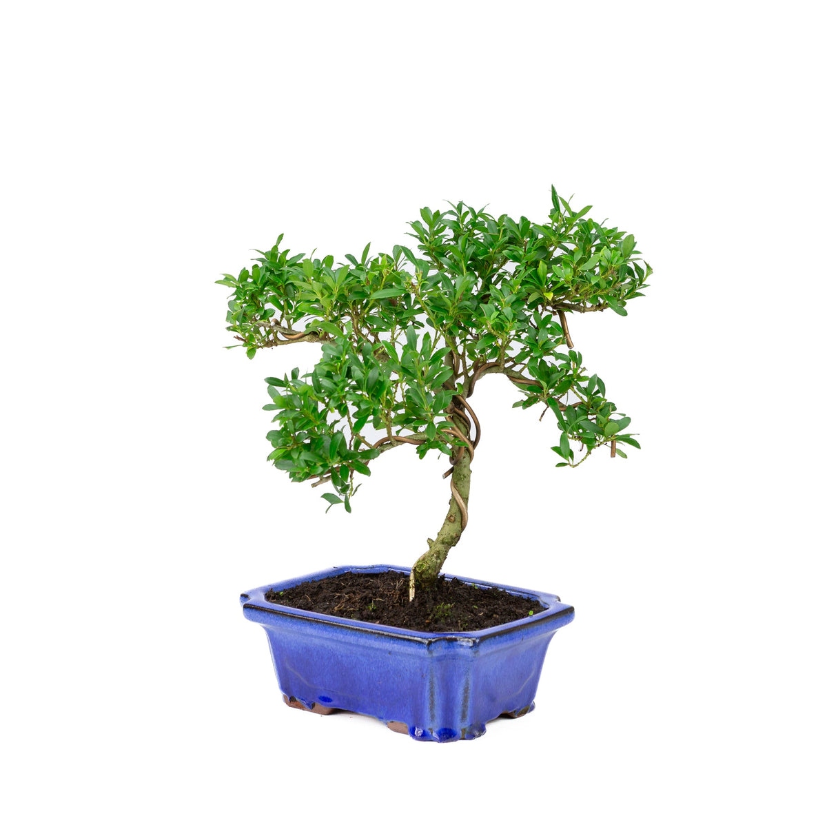 Ilex crenata (japansk kristtorn) blå potte 20cm, højde ~36cm
