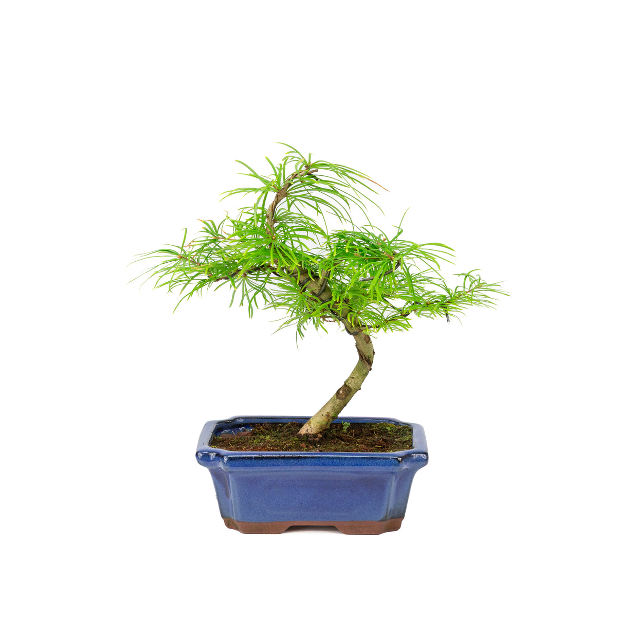 Bonsai Pseudolarix amabilis blauwe rechthoekige pot 20cm, hoogte 45cm