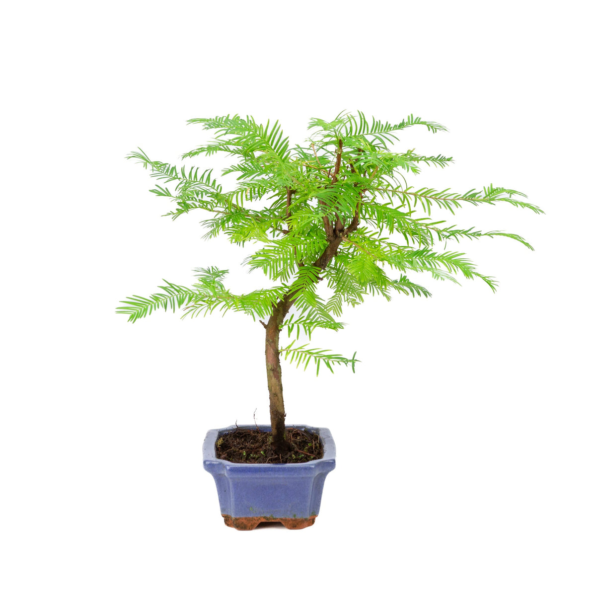 Metasequoia glyptostroboides pot 15 cm, højde ~35 cm