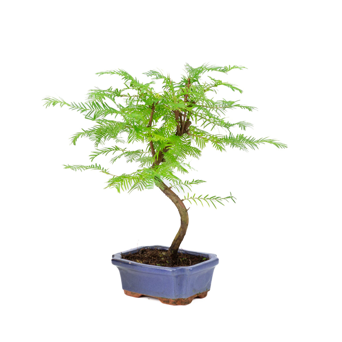 Metasequoia glyptostroboides pot 15 cm, højde ~35 cm