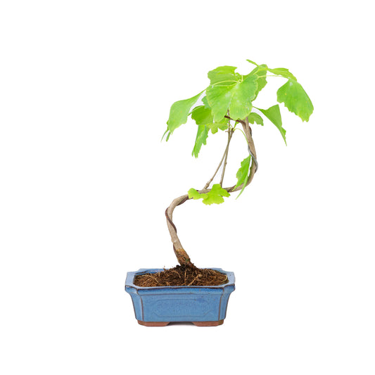 Bonsai Ginkgo biloba blauwe rechthoekige pot 20cm, hoogte 35cm