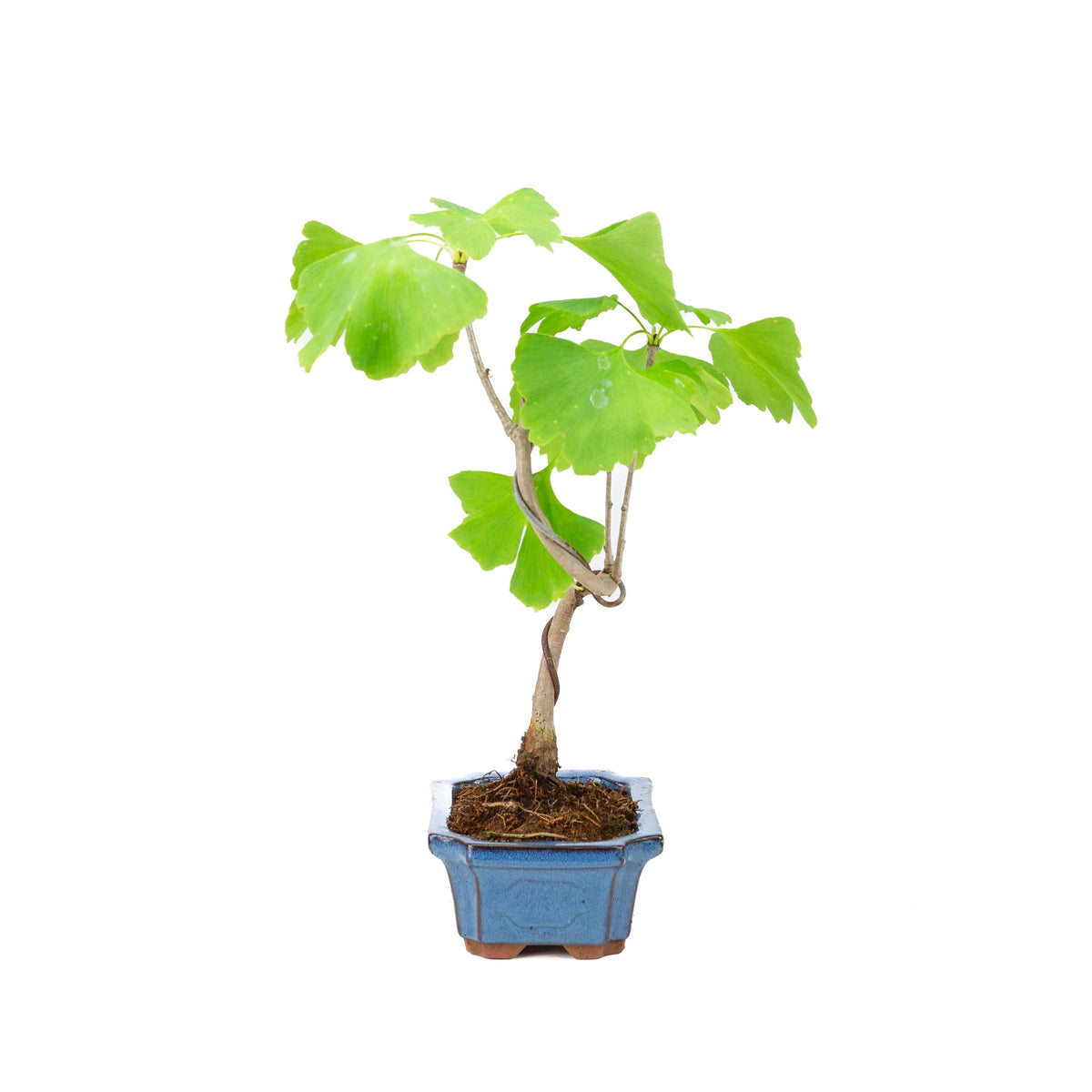 Ginkgo biloba (Tempeltræ) blå rektangulær potte 15 cm, højde ~32 cm
