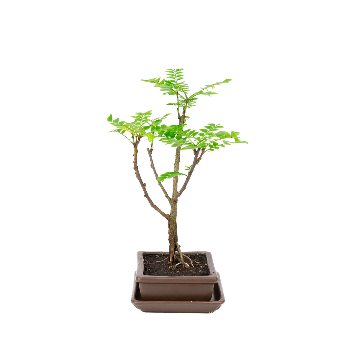 Phyllanthus buxifolius Bonsai i brun potte 15,5 cm, højde ~33 cm