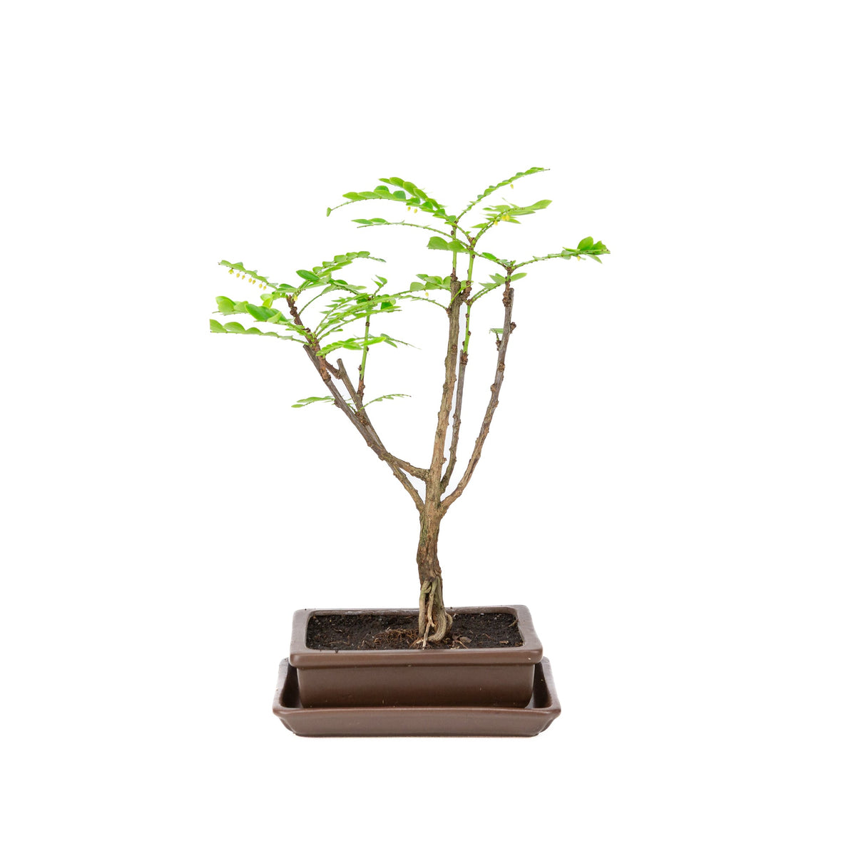 Phyllanthus buxifolius Bonsai i brun potte 15,5 cm, højde ~33 cm