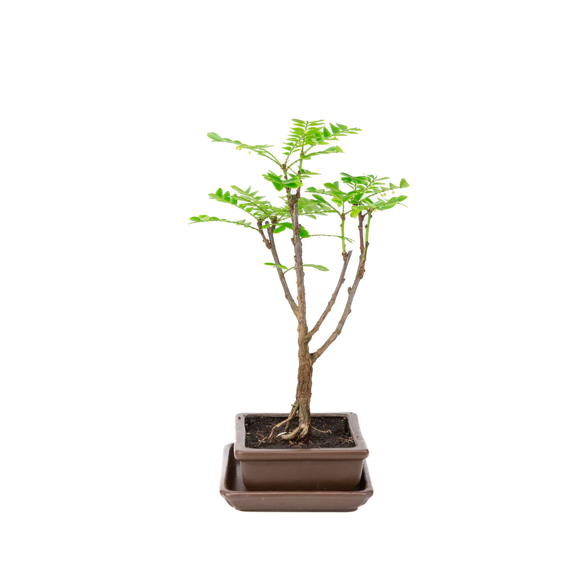 Phyllanthus buxifolius Bonsai i brun potte 15,5 cm, højde ~33 cm