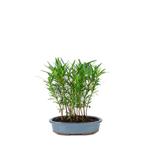 Podocarpus macrophylla groep ovale pot 20cm, hoogte ~35cm