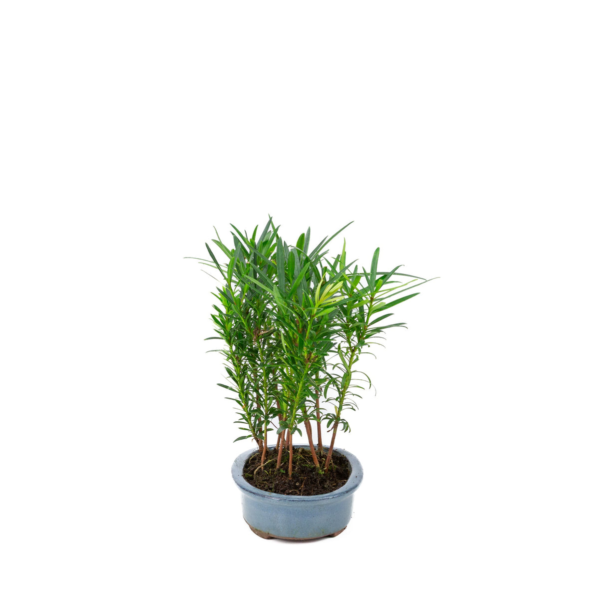Podocarpus macrophylla gruppe oval potte 20cm, højde ~35cm