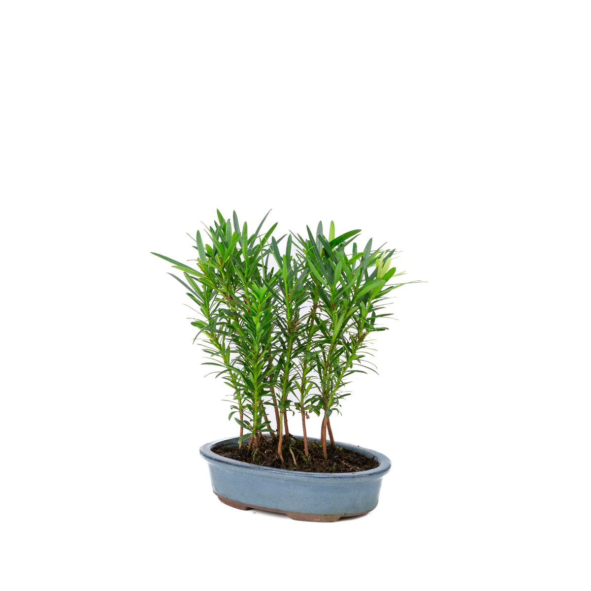 Podocarpus macrophylla gruppe oval potte 20cm, højde ~35cm