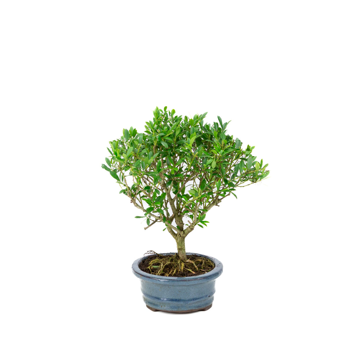 Ilex crenata (Japansk kristtorn) Bonsai i blå potte 18 cm, højde ~25 cm