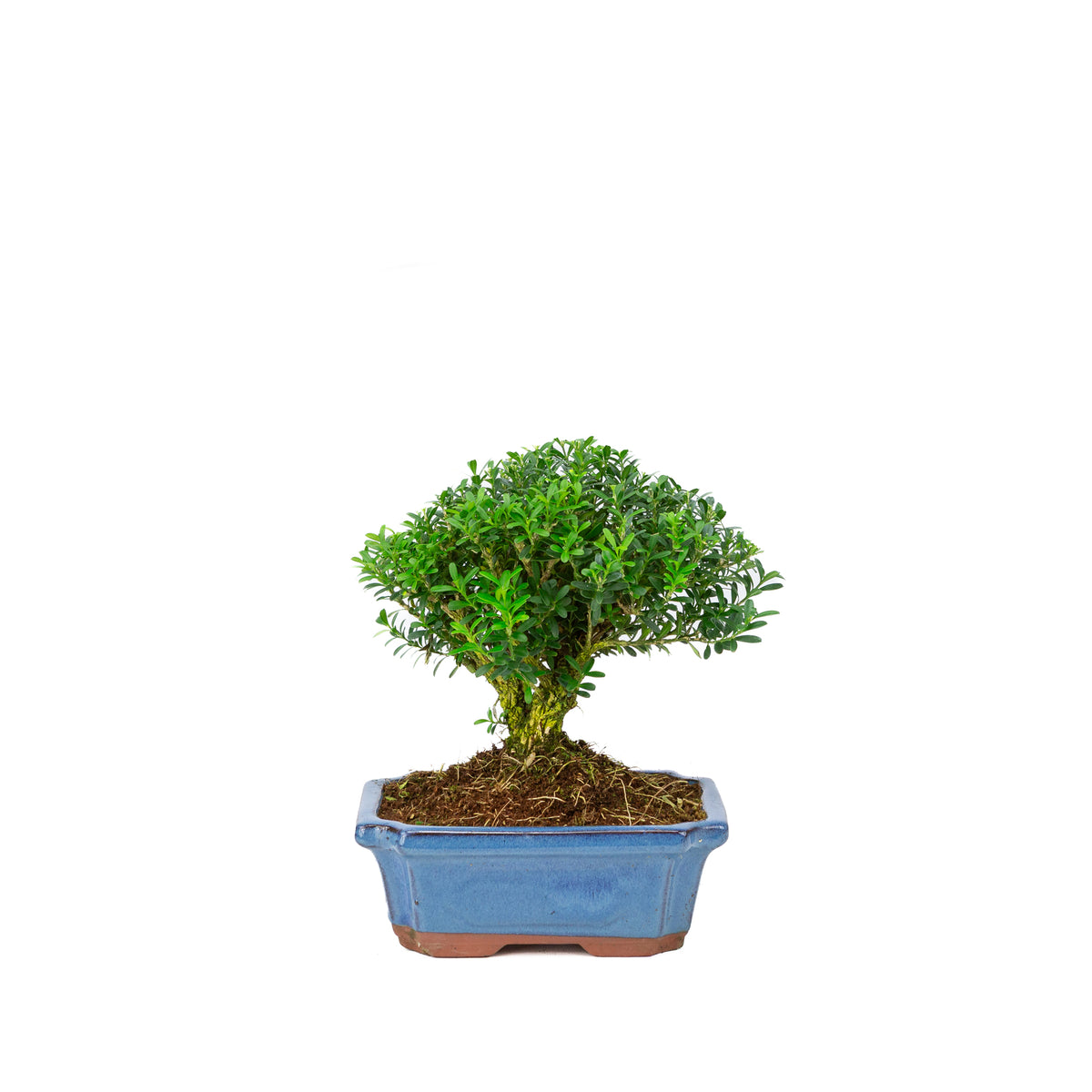 Buxus harlandii bezem vorm blauwe pot 19cm, hoogte ~25cm