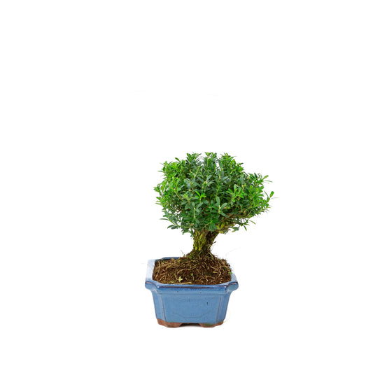 Buxus harlandii kosteform blå potte 19cm, højde ~25cm