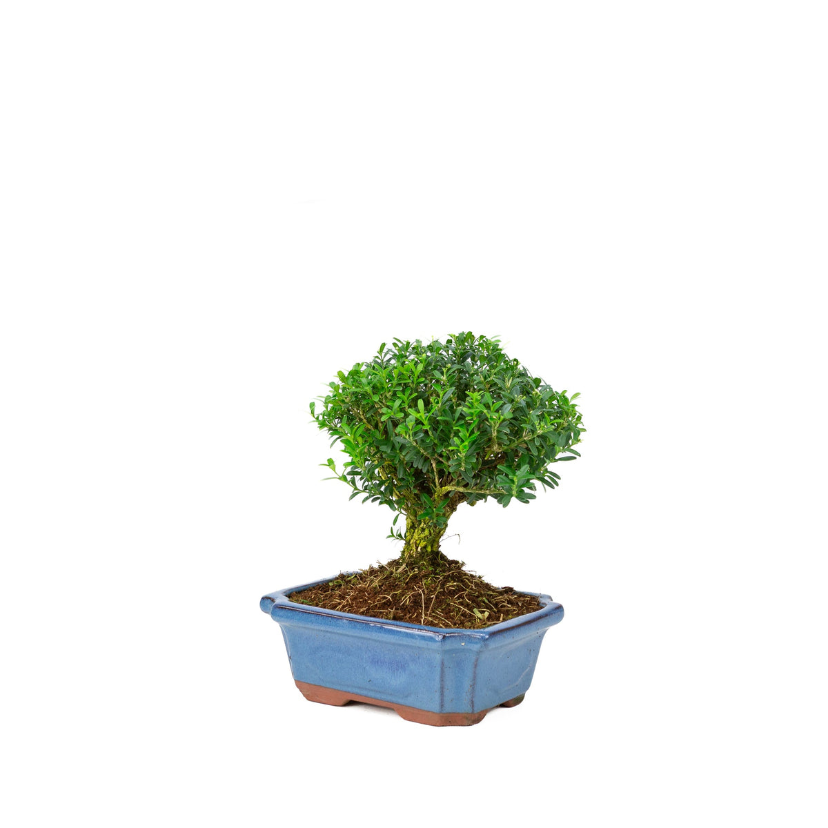 Buxus harlandii kosteform blå potte 19cm, højde ~25cm
