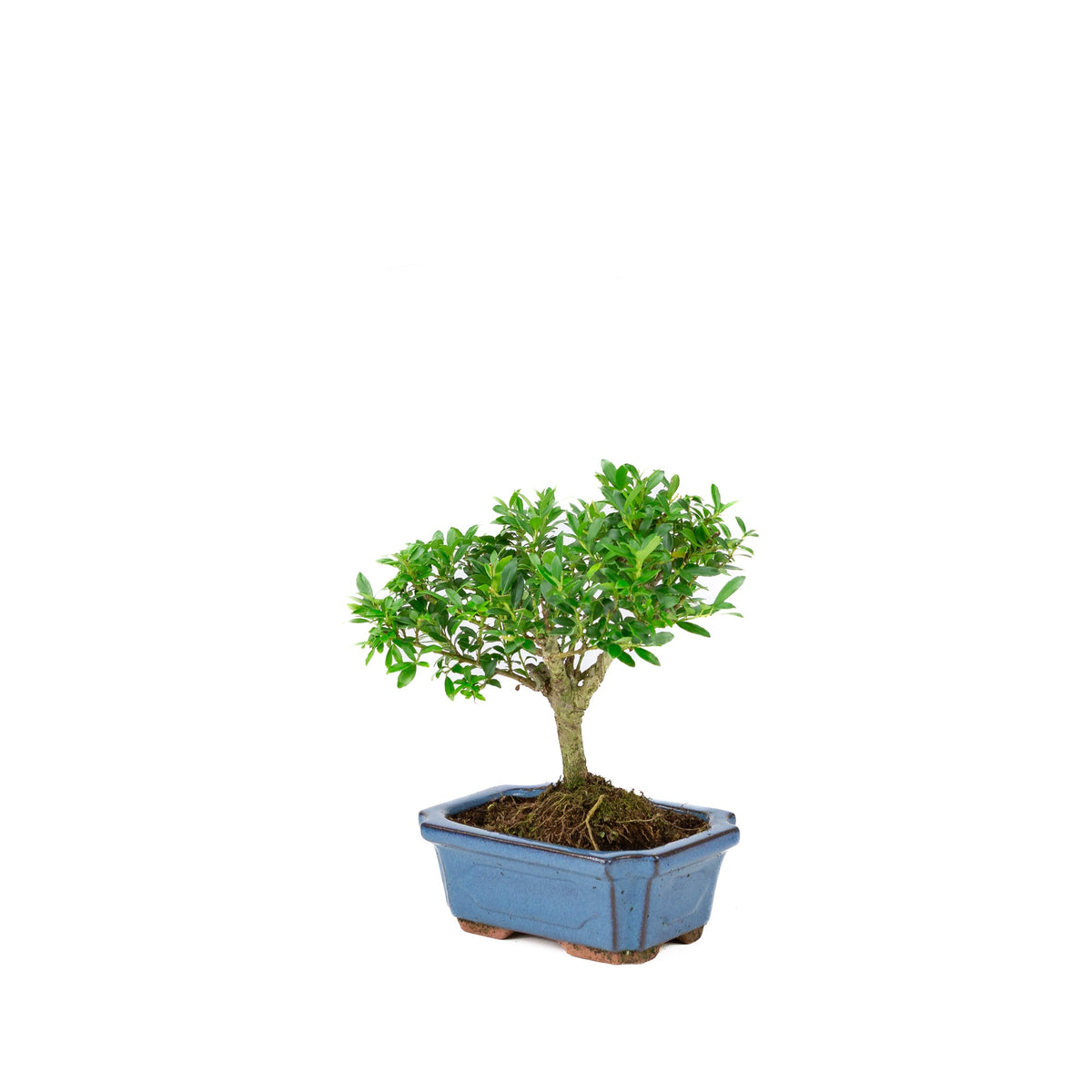 Ilex crenata (japansk kristtorn) blå rektangulær potte 15 cm, højde ~24 cm