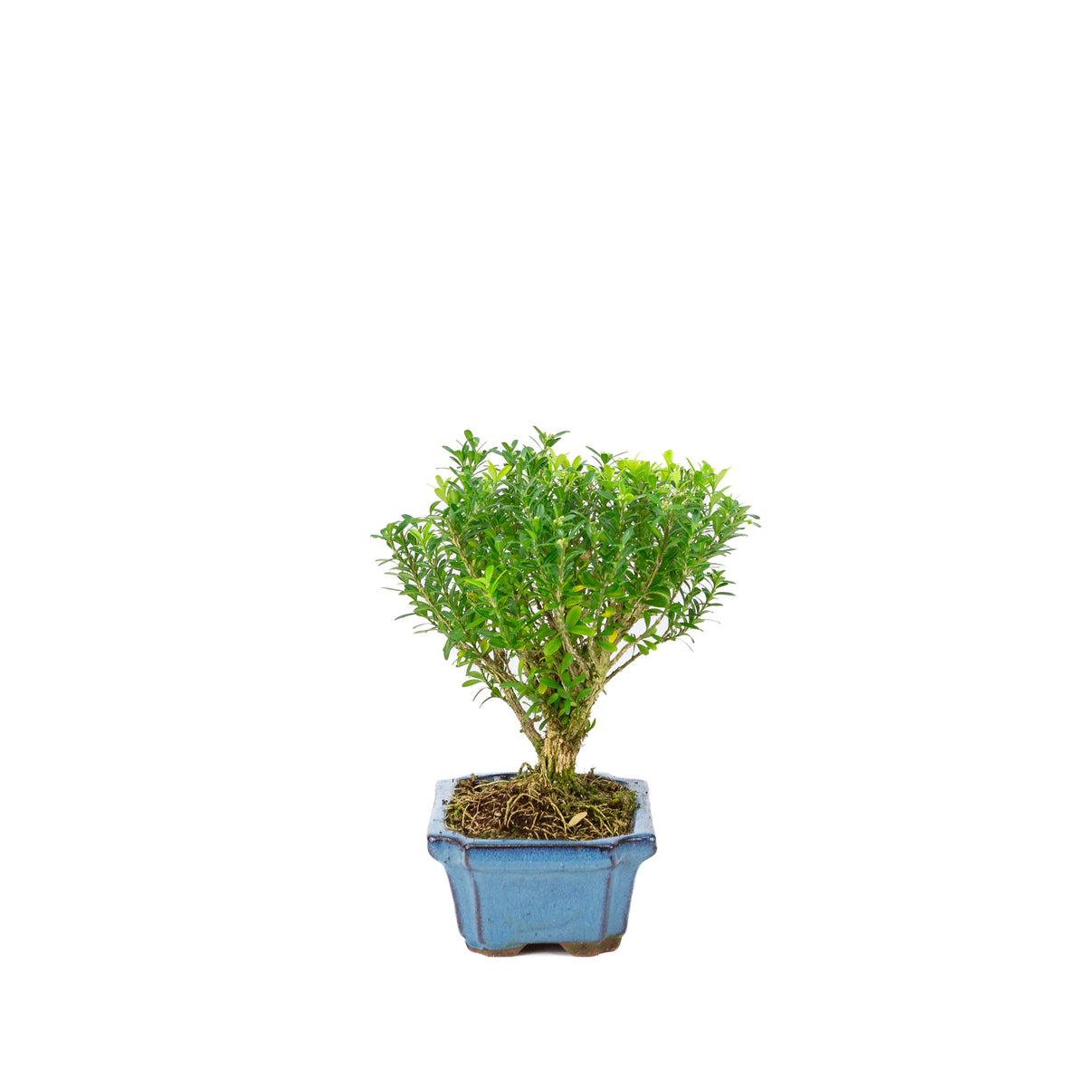 Buxus harlandii kosteform blå potte 15cm, højde ~22cm