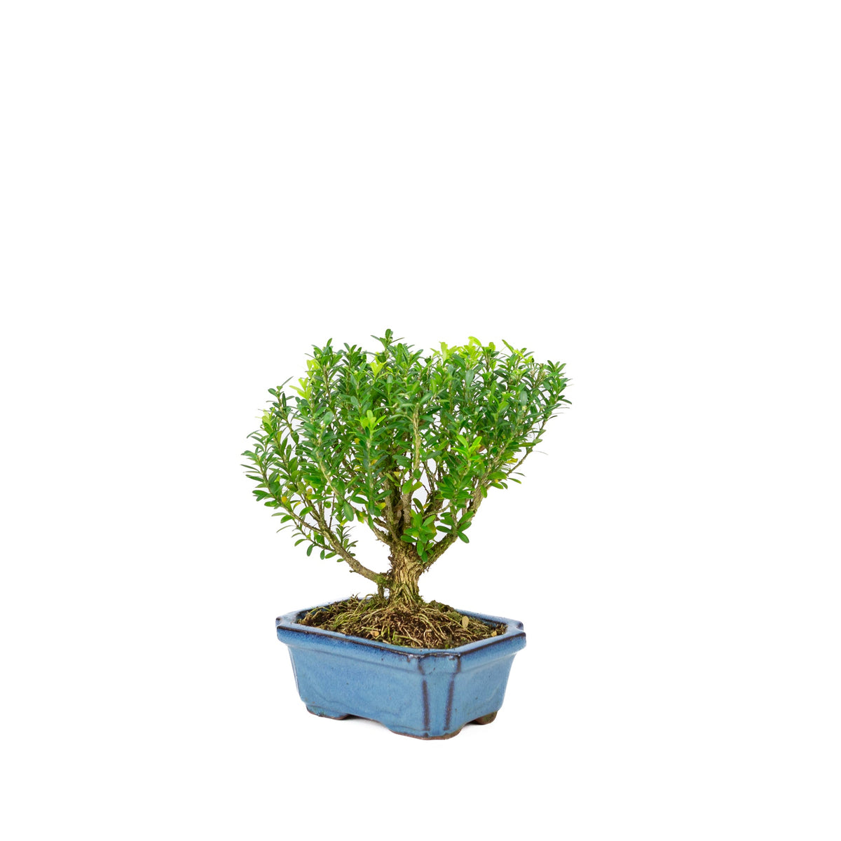 Buxus harlandii kosteform blå potte 15cm, højde ~22cm