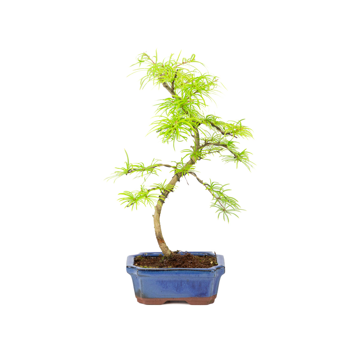 Buiten Bonsai Pseudolarix amabilis shape blauwe rechthoekige pot 15cm, hoogte ~35cm