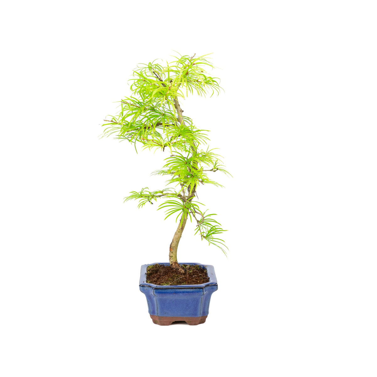 Pseudolarix form blå rektangulær krukke 15 cm, højde ~35 cm